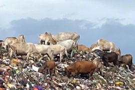 DLH Makassar imbau warga waspada daging sapi asal TPA, waspada coto murah