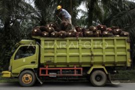 RI-China dorong sawit rendah karbon