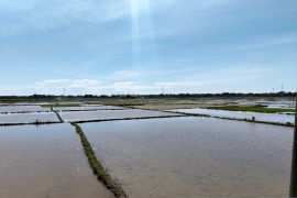 Petani Abdya percepat tanam padi antisipasi krisis beras pascabencana Aceh