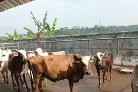 Persediaan daging sapi di Kabupaten Lebak menjelang Natal-tahun baru aman