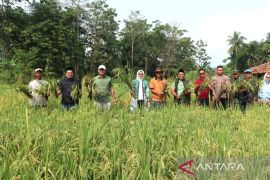 Produksi beras Kuningan surplus 119 ribu ton