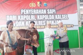 Kapolri sumbang sapi limousin bobot 1 ton untuk 5 Rajab