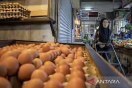 Ketersediaan telur ayam jelang Natal dan Tahun Baru