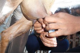 Dosen UNG ungkap potensi besar susu kambing lokal Gorontalo