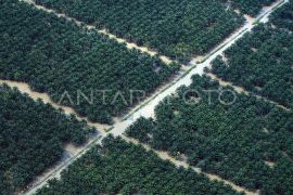 Kawasan perkebunan sawit di Pasaman Barat masih terendam banjir Page 3 Small