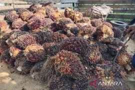 Ribuan hektare lahan perkebunan di Aceh Timur rusak akibat banjir