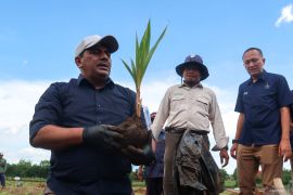 PTPN I tanam kelapa genjah di Banyuwangi