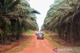 POPSI dorong penertiban sawit yang adil dan penguatan kepastian hukum