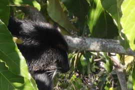 BKSDA Sumbar: laporan satwa di lokasi bencana di Agam jenis binturong