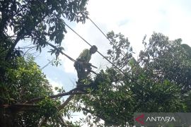 Dua pohon tumbang dan sempal menimpa bus di Jakarta Timur