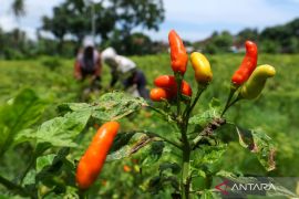 Harga cabai rawit merah tembus Rp88.462 per kg di hari ke-4 Ramadan