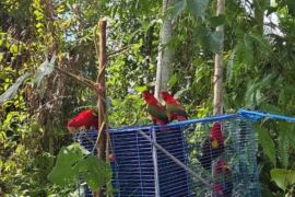 BKSDA Maluku lepasliarkan tujuh ekor burung nuri ternate ke habitatnya