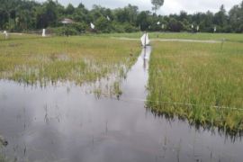 810 hektare tanaman padi di Pariaman gagal panen akibat banjir