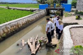 Ikan Restocking di aliran sungai Pariaman hanyut akibat banjir