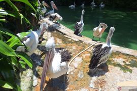 Pengunjung Ragunan diprediksi mencapai 80.000 orang pada Tahun Baru 2026