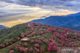Wajah keindahan sakura musim dingin di Gunung Wuliang Yunnan