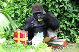 Libur Natal, Gorila "Kumbo" hibur pengunjung Ragunan