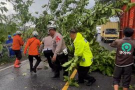 Polisi evakuasi pohon tumbang yang menutup jalan nasional di Garut