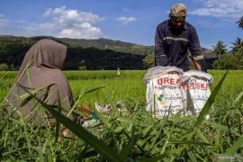 Asa petani setelah HET pupuk subsidi turun