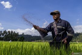 Optimisme swasembada pangan setelah HET pupuk subsidi turun