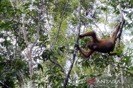 Bertamu ke rumah orang utan liar Kalimantan