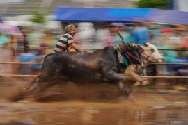 Karapan sapi sakak Probolinggo