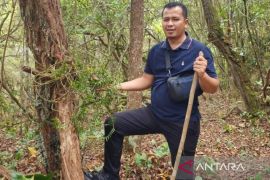 Kembalikan Rp6,62 triliun,  mahasiswa doktoral USU: Menhut bekerja nyata