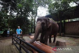 Wali Kota Bandung tegaskan Bandung Zoo belum dapat beroperasi