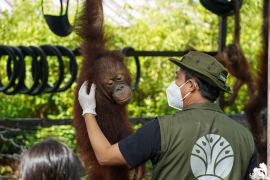 Indonesia releases two orangutans at Central Kalimantan national park