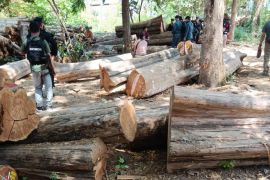 Indonesia cracks down on illegal logging syndicate in Baluran E Java