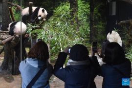 Panda China segera pulang, tinggalkan kenangan di Jepang