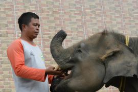 Kepala Desa Braja Asri Lampung Timur jadi korban serangan gajah liar