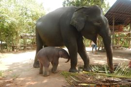 Kades Braja Asri Lampung Timur meninggal akibat serangan gajah liar Way Kambas