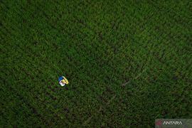 Alokasi Pupuk Subsidi Sumatera Barat Page 2 Small