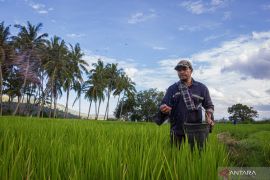 Penurunan HET Pupuk Subsidi Page 2 Small