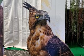 Kemenhut susun strategi perlindungan elang jawa 2026-2035