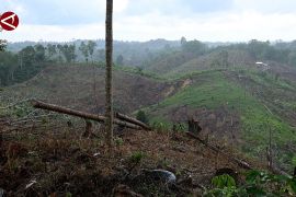 Atasi kerusakan hutan Bukit Soeharto, OIKN pasang tanda peringatan