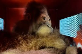 Empat orangutan berhasil dipulangkan, perdagangan primata ilegal gagal