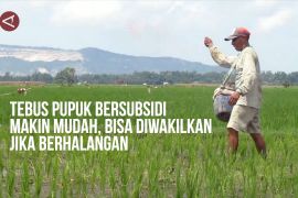 Tebus pupuk bersubsidi makin mudah, bisa diwakilkan jika berhalangan