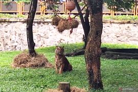 Pakan puluhan harimau di Ragunan dijamin terpenuhi