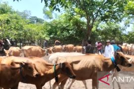 Vaksinasi PMK di Dompu capai 36.300 ekor ternak sepanjang 2025