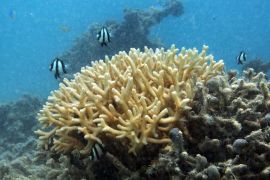 Studi ungkap terumbu karang bantu kendalikan ritme harian mikroba laut