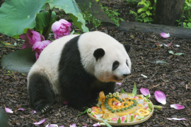 Chengdu sambut rombongan wisatawan mancanegara pertamanya pada 2026