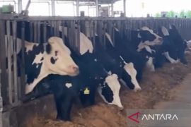 Pemkab Cianjur mengoperasikan kawasan peternakan di Campaka