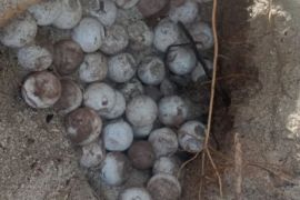 BKSDA Maluku amankan 93 butir telur penyu pastikan penetasan aman