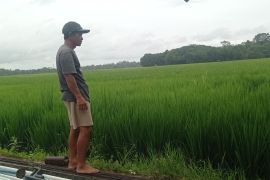 Petani Lebak antisipasi banjir dan hama seiring musim hujan