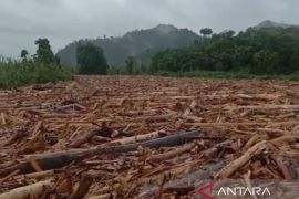 Jutaan kubik kayu gelondongan sumbat aliran air Sungai Batang Toru arah ke laut