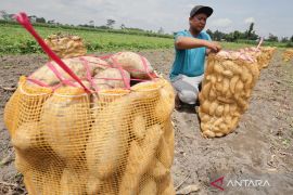 Ini cara konsumsi ubi jalar agar vitamin A terserap maksimal