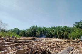 Kemenhut libatkan pakar kayu selidiki DAS Sumut