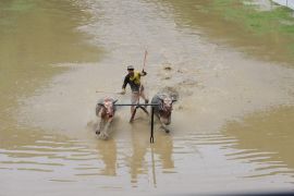 Karapan kerbau gerakkan ekonomi warga di Sumbawa Barat